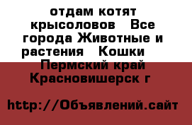 отдам котят крысоловов - Все города Животные и растения » Кошки   . Пермский край,Красновишерск г.